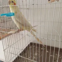 عروس هلندی