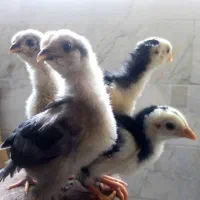 جوجه برهما حدودا 20روزه