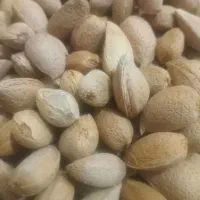 بادام تازه امسالی سنگی و مامایی دو قلو قیمت توافقی