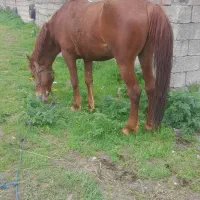 نریان ۸ ساله کوردی