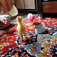 ۲‌عدد‌جوجه یک‌ماه‌‌‌ونیم‌‌ه‌هردو‌با‌هم‌ ۴۰۰‌مقطوع