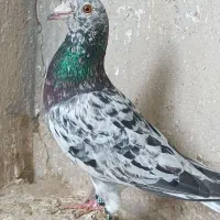 ساره هفت رنگ