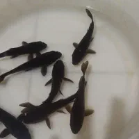 بلاک مشکی چرمی