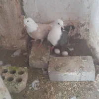 کبوتر کلاغ هفرنگ جون نر پرخال سیاه قهوه ماده