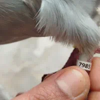 کبوتر پلاکی مسافتی گرفتنی