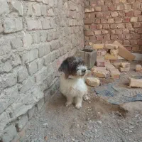 سگ پشمالو شیتزو پامرانین معاوضه