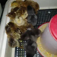 جوجه گلپایگانی