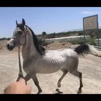 اسب|اسب و تجهیزات اسب‌سواری|مبارکه, |دیوار