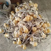 ریسه چند رنگ