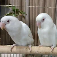 طوطی عروس هلندی لوتینو زعفرانی، کوتوله برزیلی