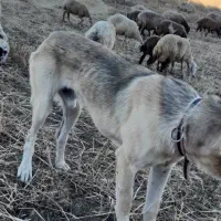 واگذاری سگ عرلقی ۹ ماهه