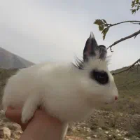 خرگوش نر