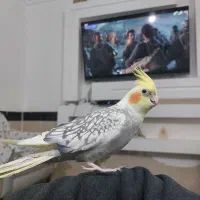 عروس هلندی نروماده جفت