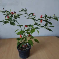 گل وگیاه