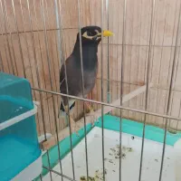 مرغ مینا سخنگو و با هوش