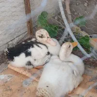 اردک نر و ماده