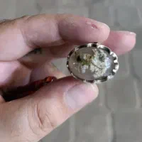 انگشتر شجر بهاره