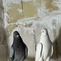 کفتر کبوتر