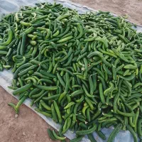 خیار درجه یک نیشابور