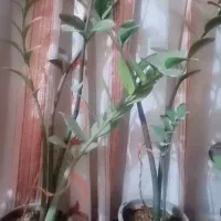 گل گلدان