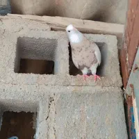 طوقی برتر