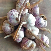 سیر قرمز ممتاز و عالی برای بذر
