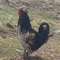 خروس نژاد دار