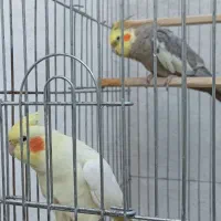 عروس هلندی و طوطی بریزیلی
