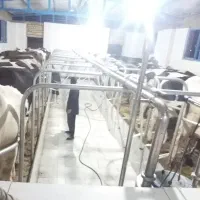 استخدام کارگر دامداری