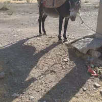 خر سالم برای فروش