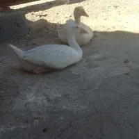 دوعدد غاز بفروش میرسد