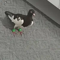 کفتر یهودی نر معاوضه باعروس هلندی یاکوتوله
