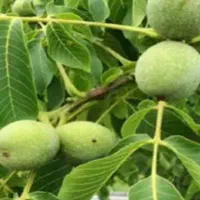 تخصص گردو زنی وگردو تکانی