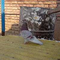 کبوتر|پرنده|خوی, |دیوار