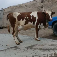 گاو لیموزین پرشیر