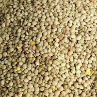 عدس بوجاری شده تازه در بیله سوار رقم کانادایی