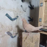 جوجه زرد کرمونی