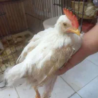 خروس سفید خانگی تمیز