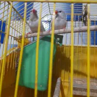 فنج کراواتی