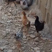 معاوضه با کبوتر