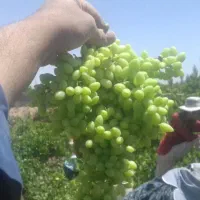 غوره انگور عسگری بیدانه ابغوره