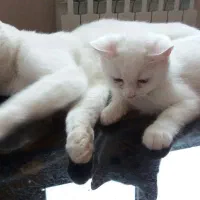 پانسیون نگهداری از گربه