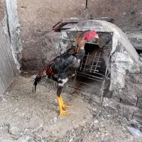 خروس لاری اوشامو ۵ماهه