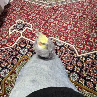 عروس زیبا ودستی