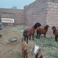 قوچ تخمی دو دندان ویک بزغاله نر گوشتی