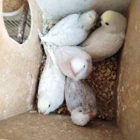 جوجه مرغ عشق انگلیسی