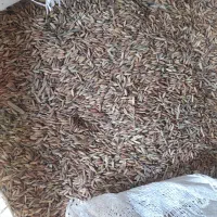 شلتوک بذری