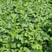 نشا|خدمات باغبانی و درختکاری|گناباد, |دیوار