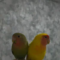 طوطی برزیلی گمشده