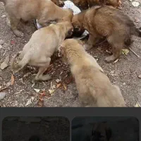 سگ نگهبان قدرجونی